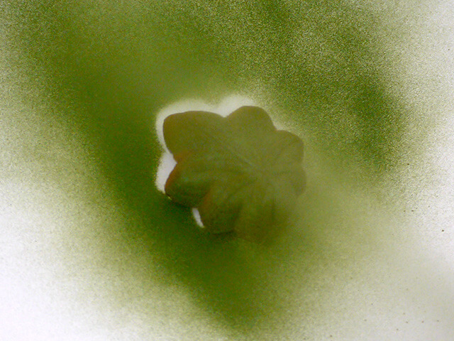 Photographing elements for the Cannabis-Shaped Sweet Buns series