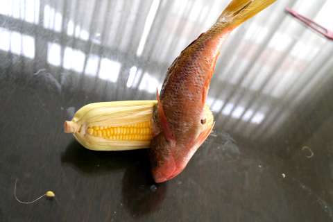 Photographing elements for the Non-GMO series