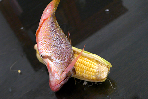 Making of Non-GMO series